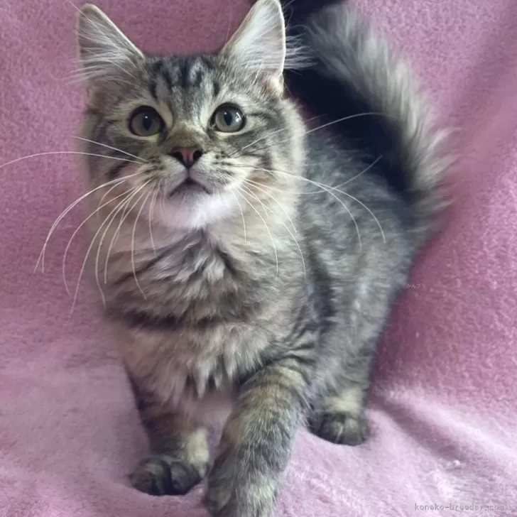 ID:2407-00933の子猫