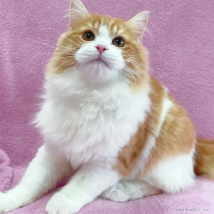 ID：2302-00169の子猫