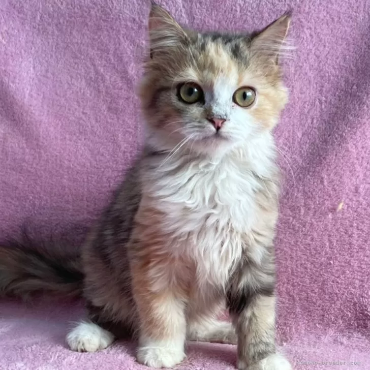 ID：2410-02094の子猫