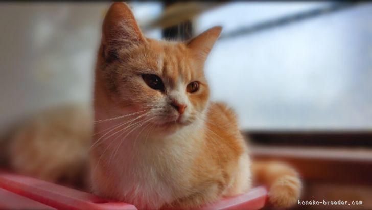 ブリティッシュショートヘア【・女の子・2019年10月10日・クリームタビー&amp;ホワイト】