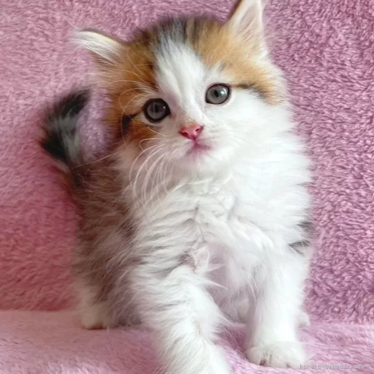 ID：2403-01412の子猫