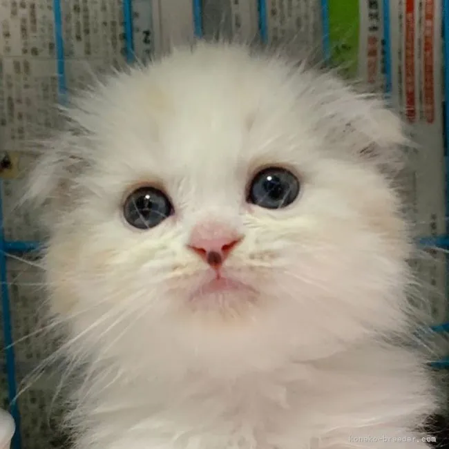 ID:2104-02607の子猫