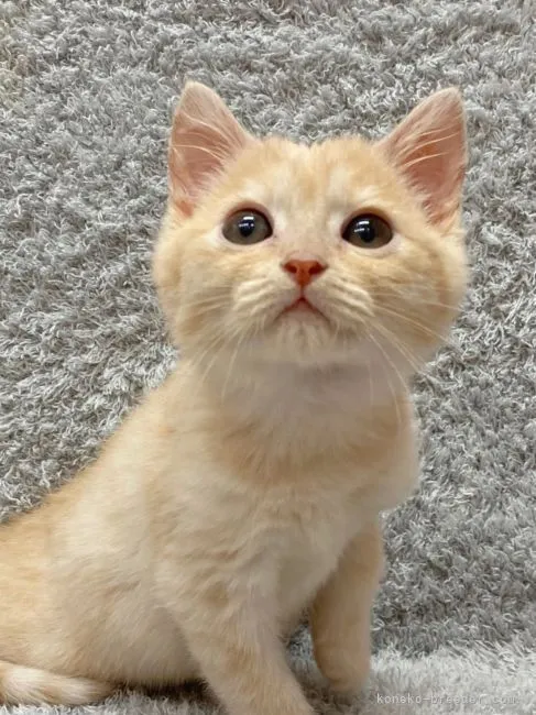 ID：2201-01489の子猫