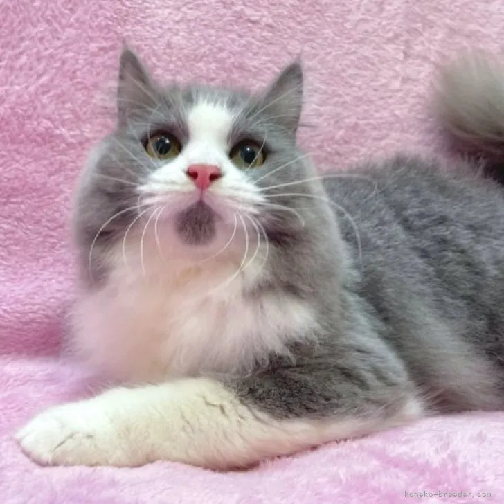 ID:2304-03559の子猫