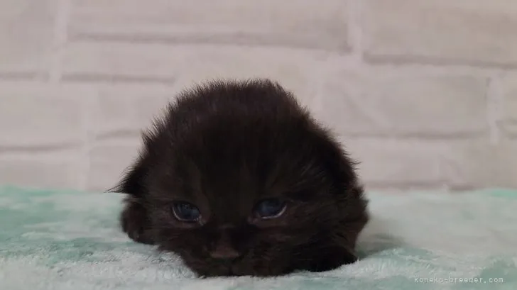 ID：2204-01687の子猫