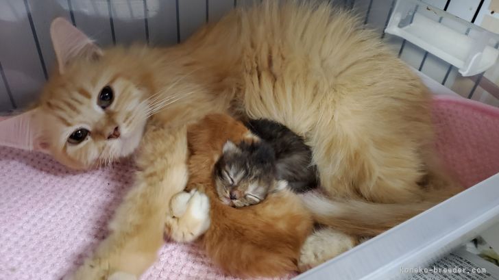 ラガマフィン【・女の子・2019年1月20日・レッドタビー&amp;ホワイト】