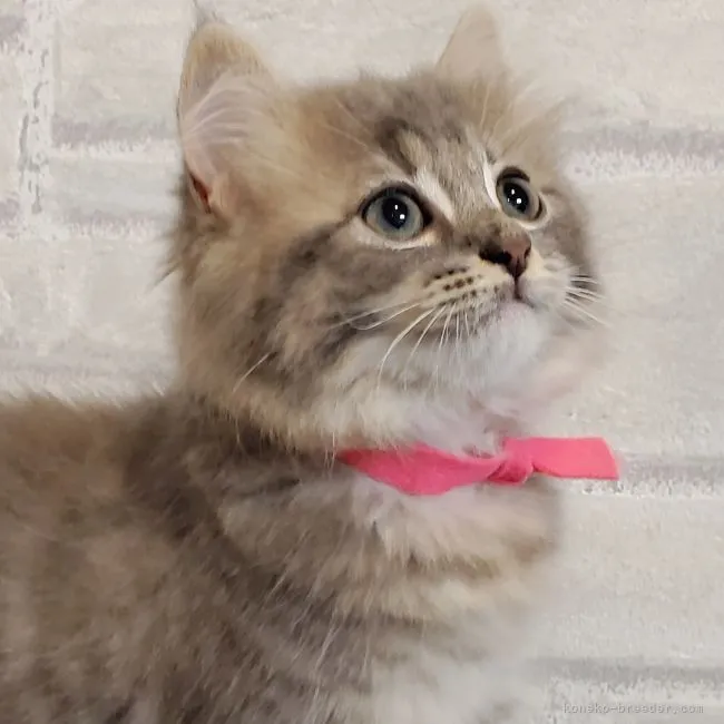 ID：2108-00190の子猫