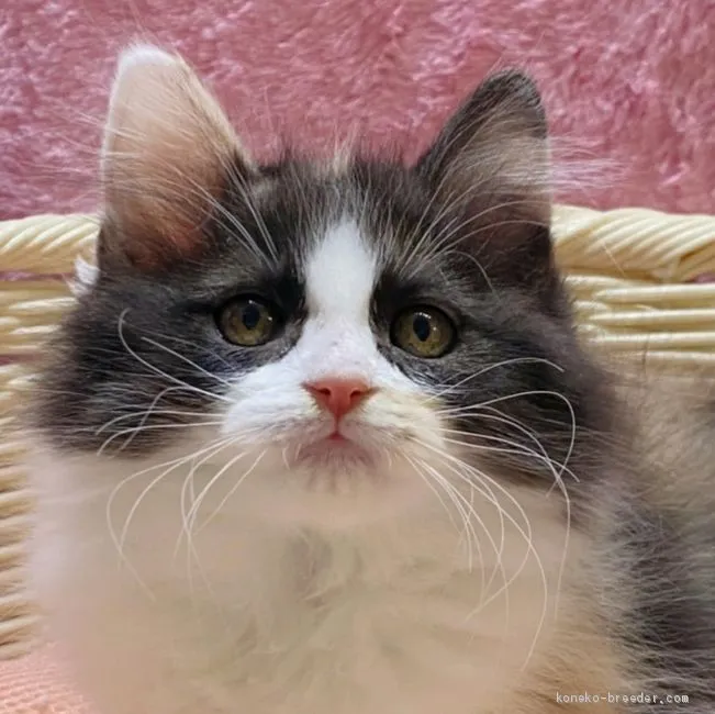 みっちー 様のお迎えした子猫