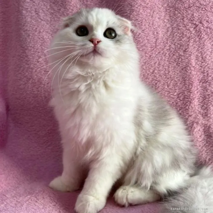 ID:2212-01883の子猫