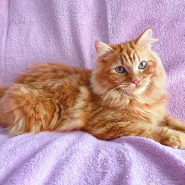 ID:2204-01649の子猫