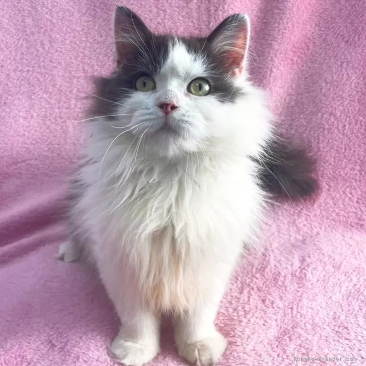 ken 様のお迎えした子猫