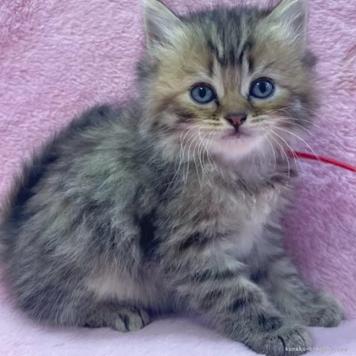 ID：2402-00707の子猫