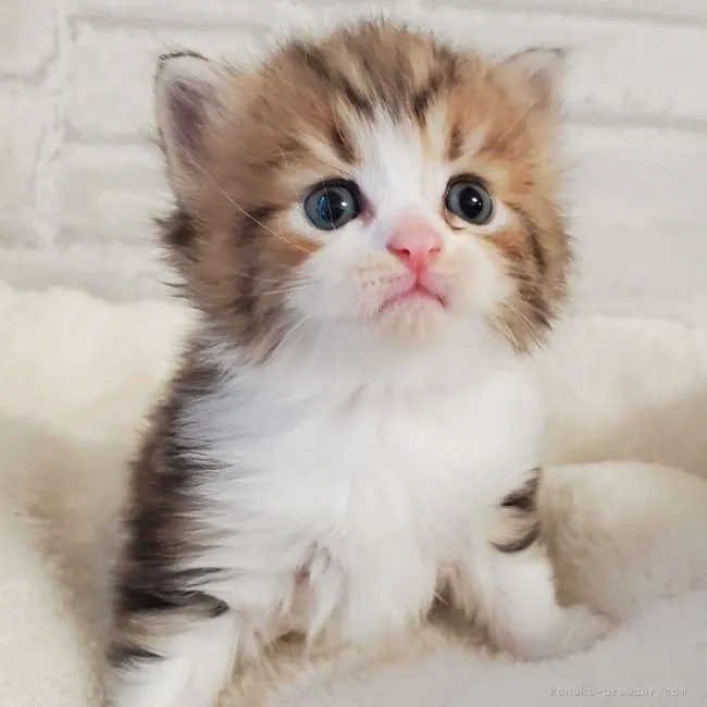 ID:2107-02339の子猫