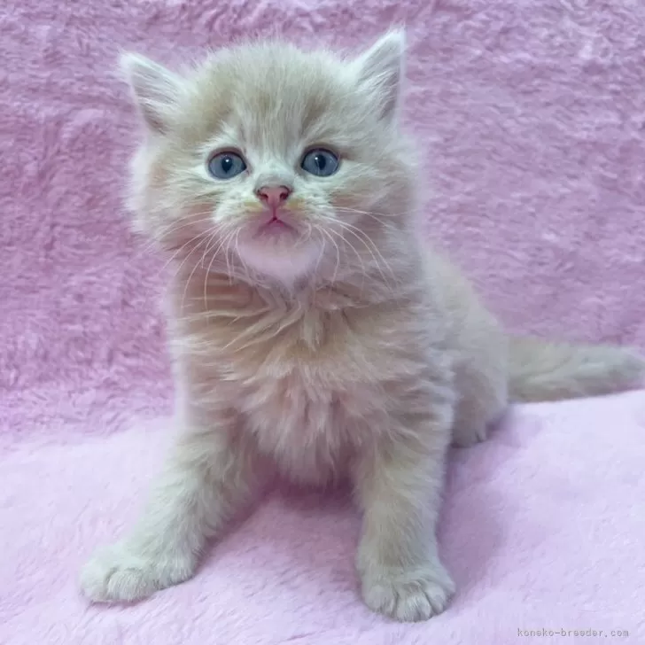 ID：2402-00710の子猫