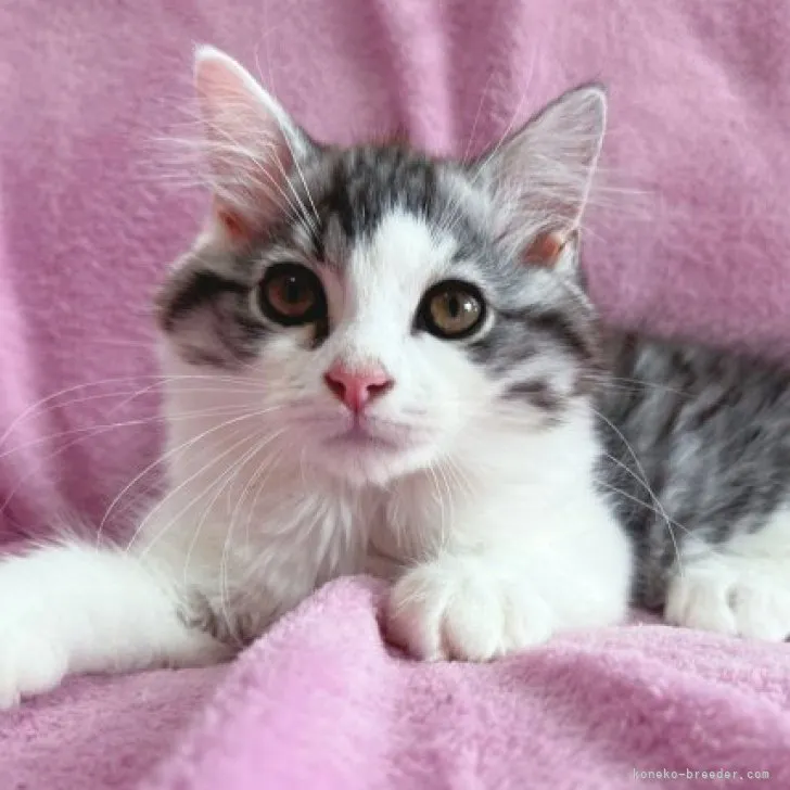 ID:2306-02872の子猫