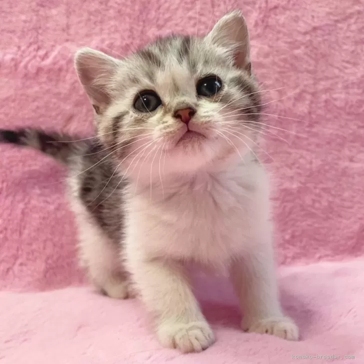 ID：2402-00647の子猫