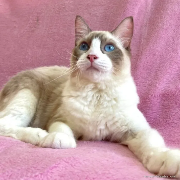 ID：2303-02410の子猫