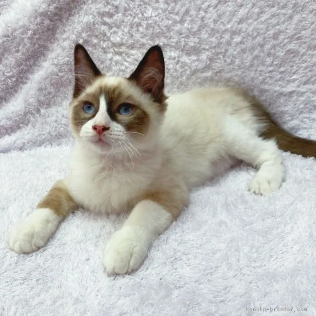 ID:2201-00302の子猫