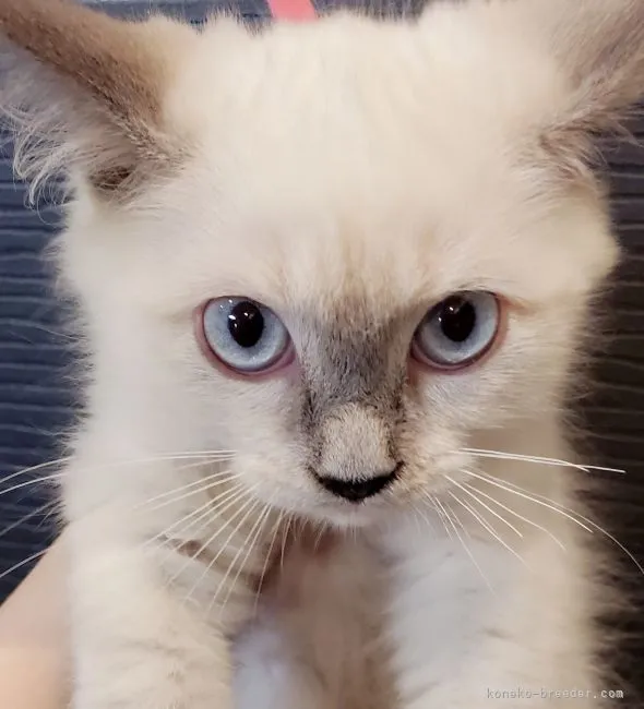ID:2108-02101の子猫