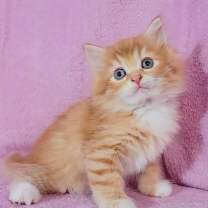 ID:2207-02603の子猫