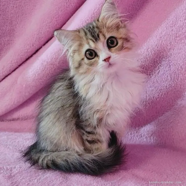 ID：2207-03027の子猫