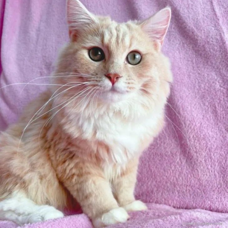 ID：2204-01651の子猫