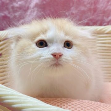 スコティッシュフォールド(折れ耳)【神奈川県・男の子・2020年12月28日・クリーム&ホワイト】の写真「元気で可愛いスコ君✨」