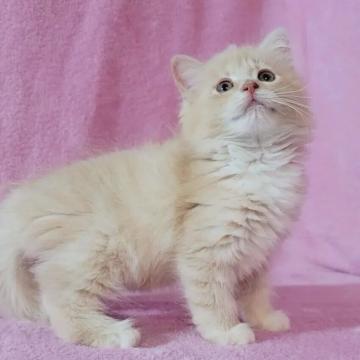 サイベリアン【神奈川県・男の子・2022年7月2日・クリームタビー&ホワイト】の写真「欠点無しのかわいさ！」