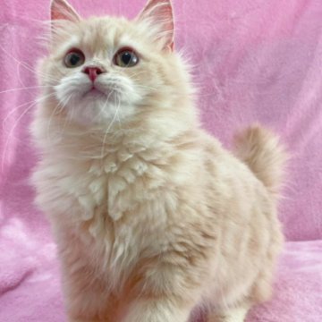 サイベリアン【神奈川県・男の子・2023年8月25日・クリームタビー&ホワイト】の写真「超可愛いサイベリアンくん」