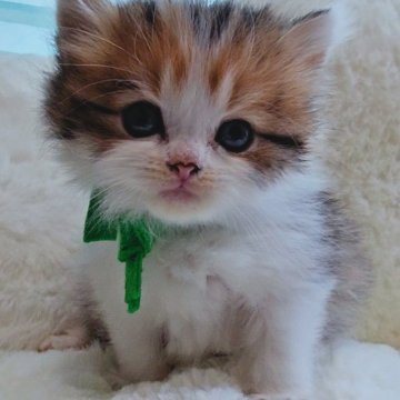 サイベリアン【神奈川県・女の子・2024年2月12日・キャリコ】の写真「キャリコちゃん」