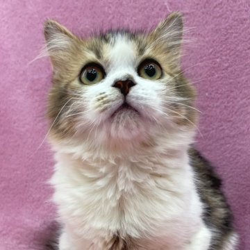 サイベリアン【神奈川県・男の子・2024年7月1日・ブラウンタビー&ホワイト】の写真「目力抜群なサイベくん♪」