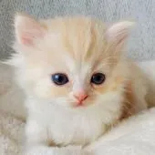 ミヌエット【神奈川県・男の子・2021年1月28日・クリームタビー&ホワイト】の写真1「3/13撮影」