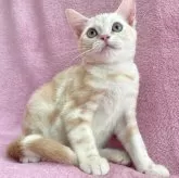 アメリカンショートヘア【神奈川県・男の子・2024年5月10日・クリームタビー&ホワイト】の写真1