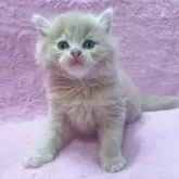 サイベリアン【神奈川県・男の子・2024年1月26日・クリームタビー&ホワイト】の写真1