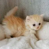 ミヌエット【神奈川県・男の子・2021年1月28日・クリームタビー&ホワイト】の写真2