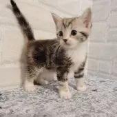 ラグドール♀️×アメリカンショートヘア♂️【神奈川県・女の子・2021年9月15日・シルバータビー&ホワイト】の写真2