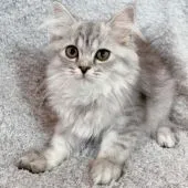 ブリティッシュロングヘア【神奈川県・女の子・2021年4月7日・シルバータビー】の写真3