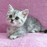 マンチカン(短足)【神奈川県・女の子・2023年4月11日・シルバータビー】の写真3