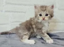 ラガマフィン【神奈川県・女の子・2022年4月1日・ブルータビー&ホワイト】の写真3