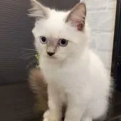 ラグドール【神奈川県・女の子・2021年6月27日・ブルーポイント】の写真4