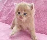 サイベリアン【神奈川県・男の子・2024年1月26日・クリームタビー&ホワイト】の写真4