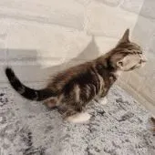 ラグドール♀️×アメリカンショートヘア♂️【神奈川県・女の子・2021年9月15日・シルバータビー&ホワイト】の写真4