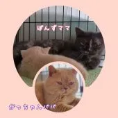 ブリティッシュショートヘア【神奈川県・男の子・2021年8月20日・クリームタビー】の写真5