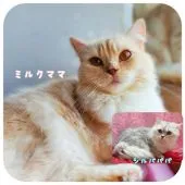 ミヌエット【神奈川県・男の子・2021年7月31日・レッドタビー】の写真5