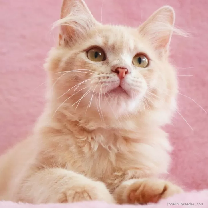 ID：2506-01576の子猫