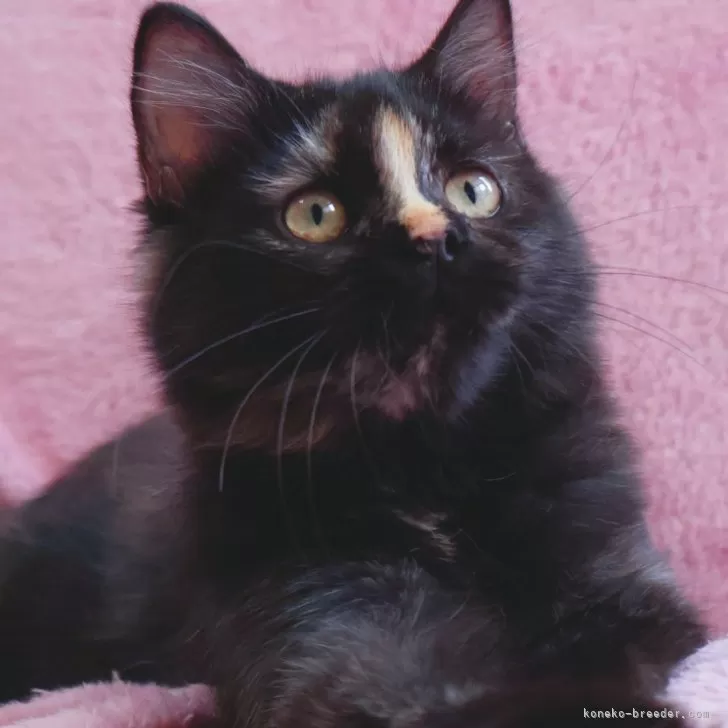 ID：2505-02823の子猫