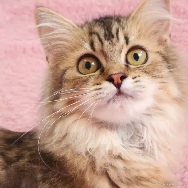 ID：2504-01960の子猫