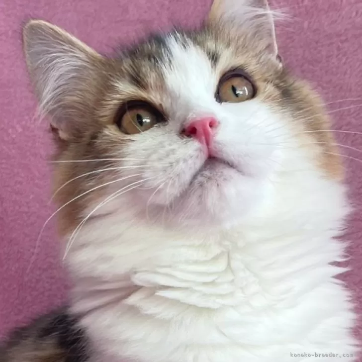 ID：2412-00298の子猫