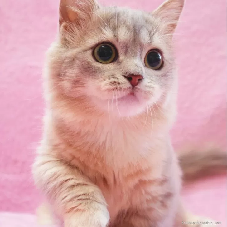 ID：2509-00906の子猫