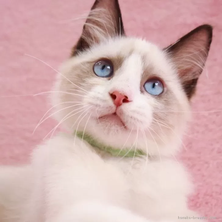 ID：2505-03898の子猫